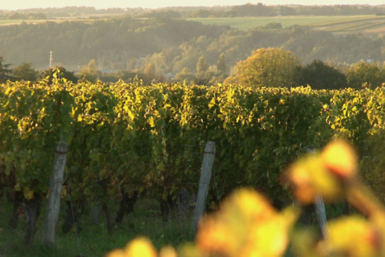 Domaine du Vieil Orme - photo 11