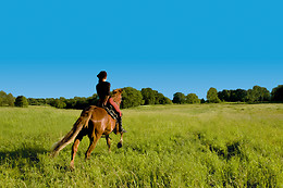 Le Haras des Ouches