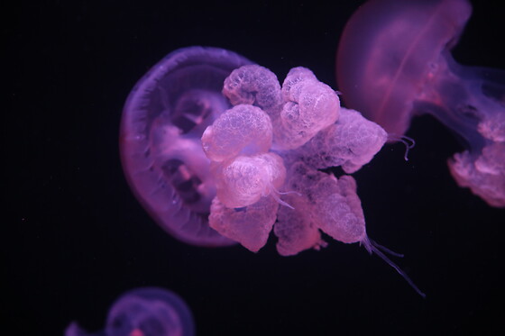 Aquarium de Paris - photo 5