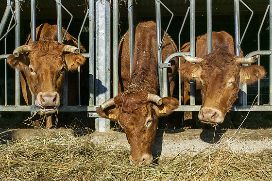 Domaine de la Trille - photo 12