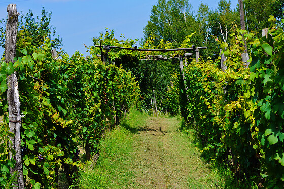 Bio Azienda Agricola Cascina Boccaccio - photo 5
