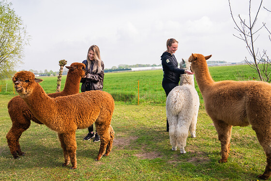 Boerderijterras Wilgenhart - photo 4