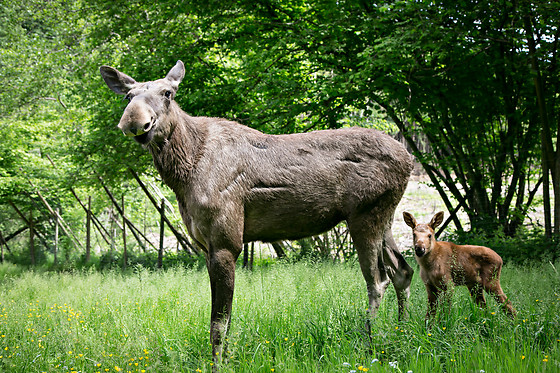 Parc Forestia - photo 5