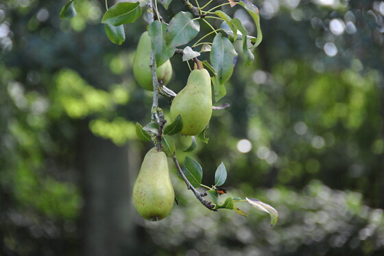 Noordweghe Glamping - photo 6